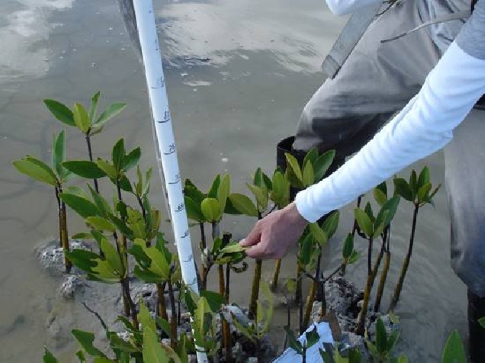 Online: Beca Maestría en Rehabilitación Ambiental Terrestre OEA/FONDO VERDE