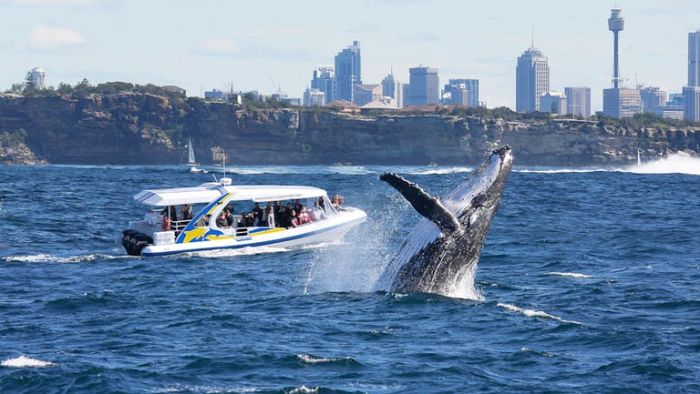 Australia: Beca Pregrado en Diversas Áreas Universidad de Sydney