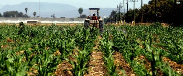 Becas de Investigación para Agronomía IPNI Science Award 