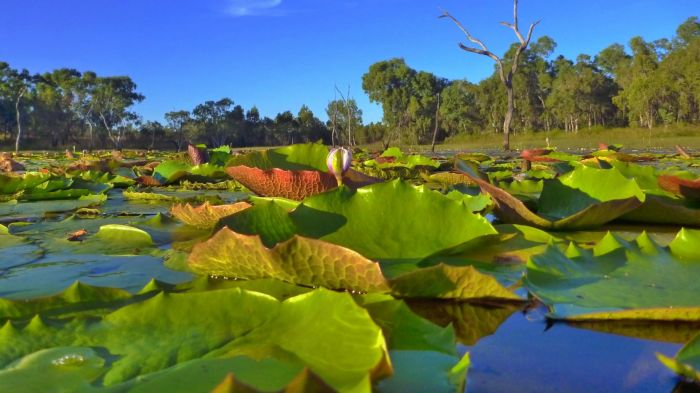 Australia: Beca Pasantía  en Cinematografía Universidad de Griffith